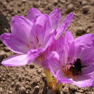 Colchium bivonae Vesta - Őszi kikerics