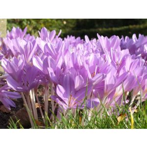 Colchium byzantinum - Őszi kikerics
