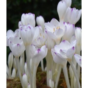 Colchium byzantinum Innocence - Őszi kikerics