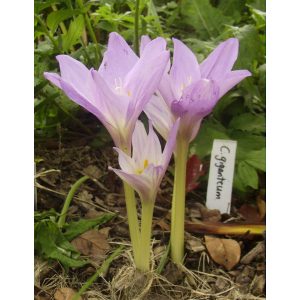 Colchium giganteum - Őszi kikerics