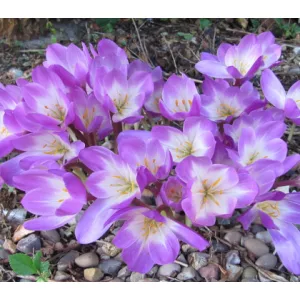 Colchium speciosum Atrorubens - Őszi kikerics