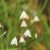 Acis autumnalis September Snow - Őszi tőzike