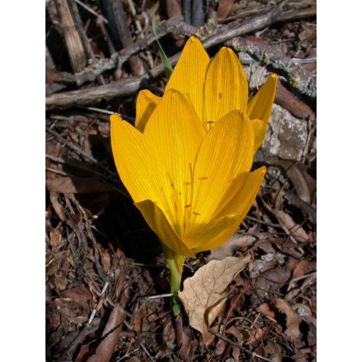 Sternbergia clusiana - Őszi vetővirág