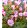 Oxalis versicolor Autumn Pink - Madársóska