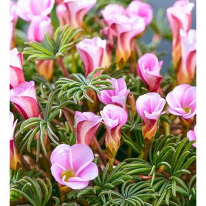 Oxalis versicolor Autumn Pink - Madársóska