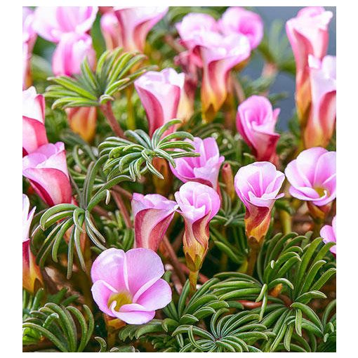 Oxalis versicolor Autumn Pink - Madársóska