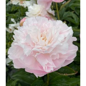 Paeonia Albert Crouse - Bazsarózsa