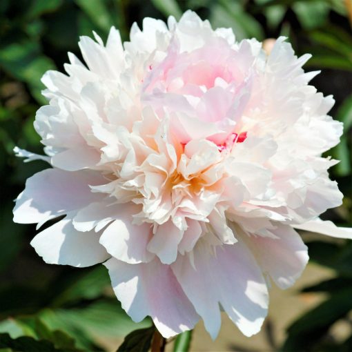 Paeonia Alertie - Bazsarózsa