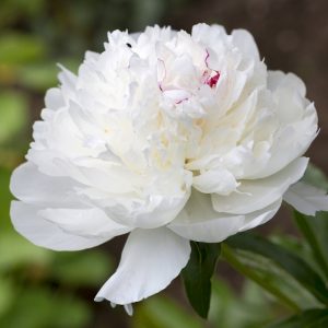 Paeonia Avalanche - Bazsarózsa