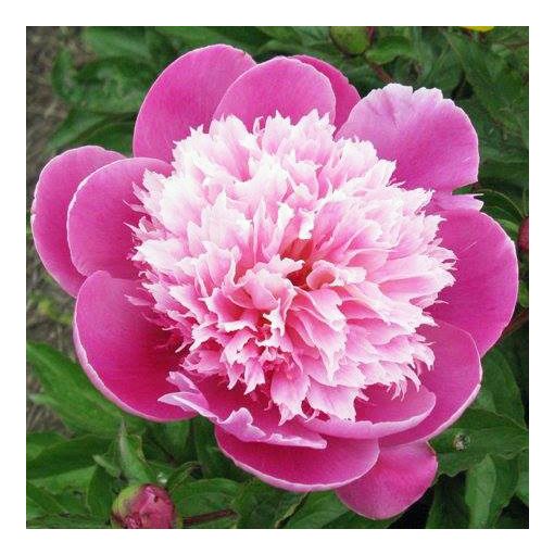 Paeonia Belleville - Bazsarózsa