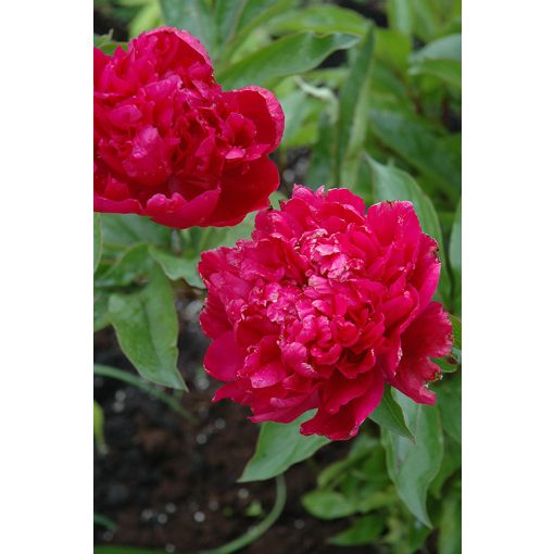 Paeonia Big Ben - Bazsarózsa