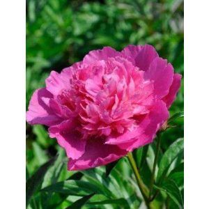 Paeonia Bouquet Perfect - Bazsarózsa