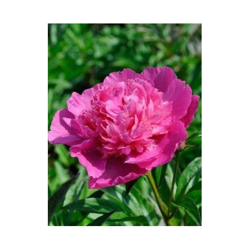 Paeonia Bouquet Perfect - Bazsarózsa