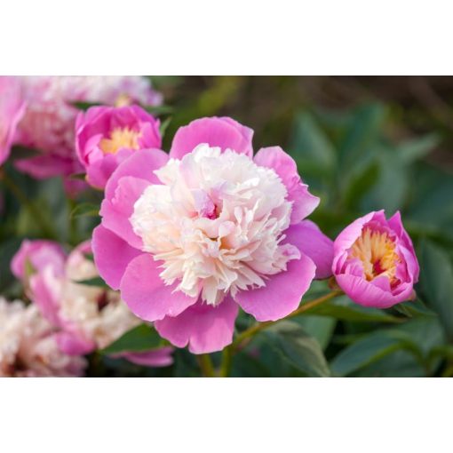 Paeonia Bowl of Beauty - Bazsarózsa