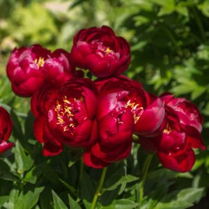 Paeonia lactiflora Buckeye Belle - Lágyszárú bazsarózsa