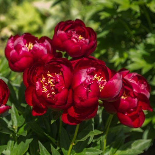 Paeonia Buckeye Belle - Bazsarózsa (2/3)