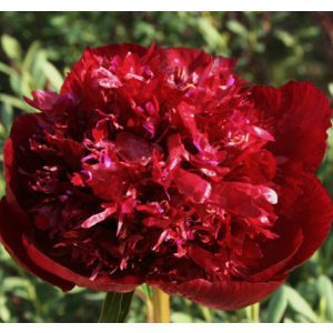 Paeonia Burst of Joy - Bazsarózsa