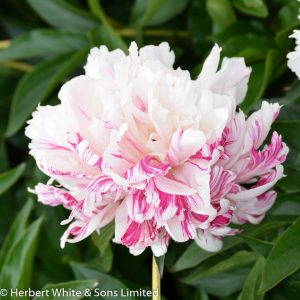 Paeonia Candy Stripe - Bazsarózsa