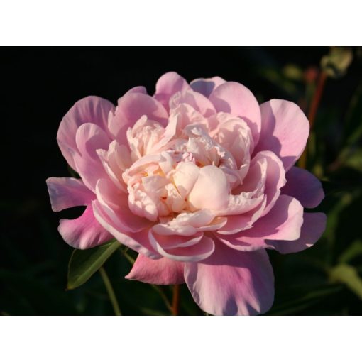 Paeonia Catharina Fontijn - Bazsarózsa