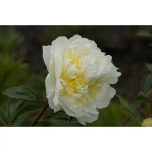 Paeonia Cheddar Cheese - Bazsarózsa (2/3)