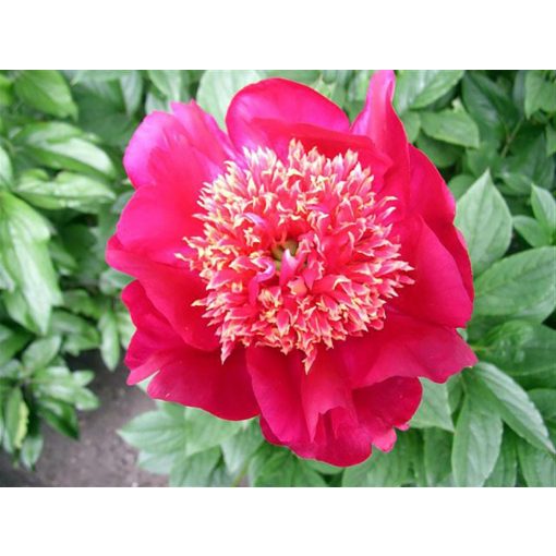 Paeonia Chuckoos Nest - Bazsarózsa