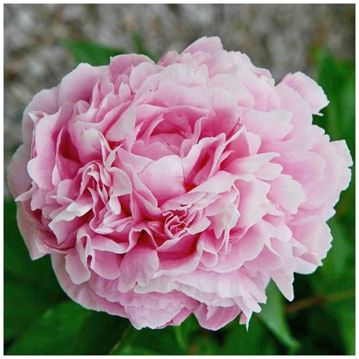 Paeonia Clemenceau - Bazsarózsa