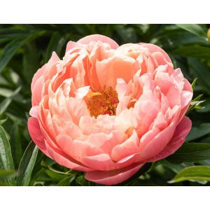 Paeonia Coral Charm - Bazsarózsa
