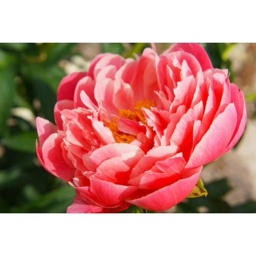 Paeonia Coral Sunset - Bazsarózsa