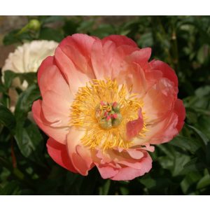 Paeonia Coral Supreme - Bazsarózsa (2/3)