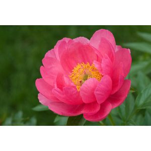 Paeonia Cytherea - Bazsarózsa