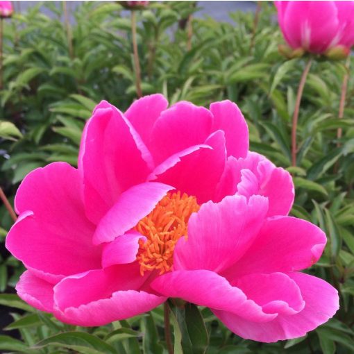 Paeonia Dancing Butterfly - Bazsarózsa