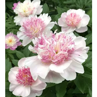 Lágyszárú bazsarózsák