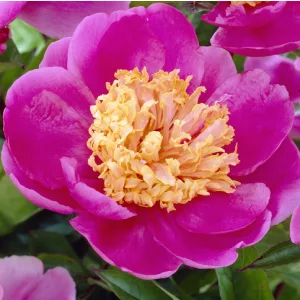 Paeonia Doreen - Bazsarózsa