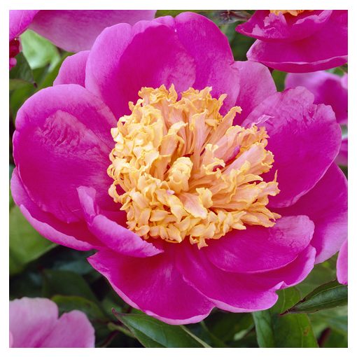 Paeonia Doreen - Bazsarózsa