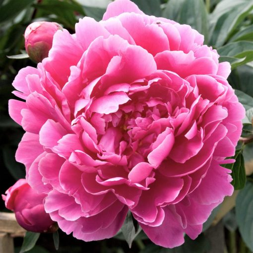 Paeonia Dr. Alex Flamming - Bazsarózsa