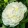 Paeonia lactiflora Duchesse de Nemours - Lágyszárú bazsarózsa