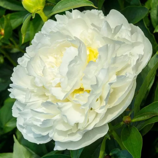 Paeonia lactiflora Duchesse de Nemours - Lágyszárú bazsarózsa