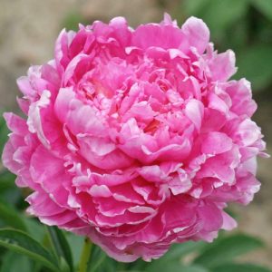 Paeonia Emma Klehm - Bazsarózsa