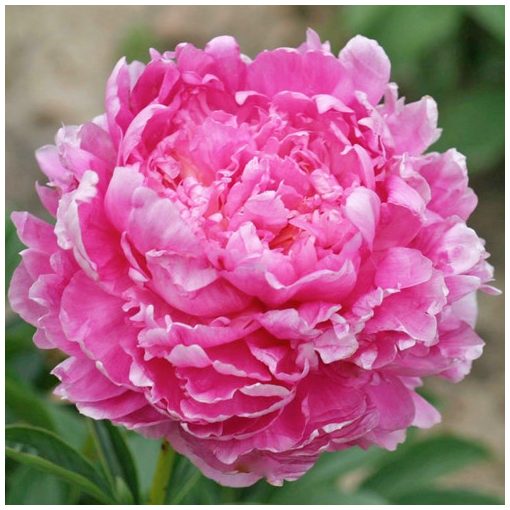 Paeonia Emma Klehm - Bazsarózsa