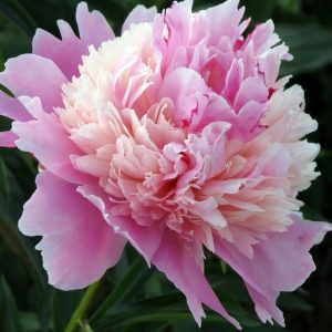 Paeonia Evening Dream - Bazsarózsa