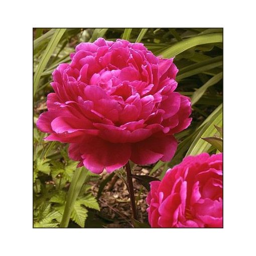 Paeonia F.Koppius - Bazsarózsa