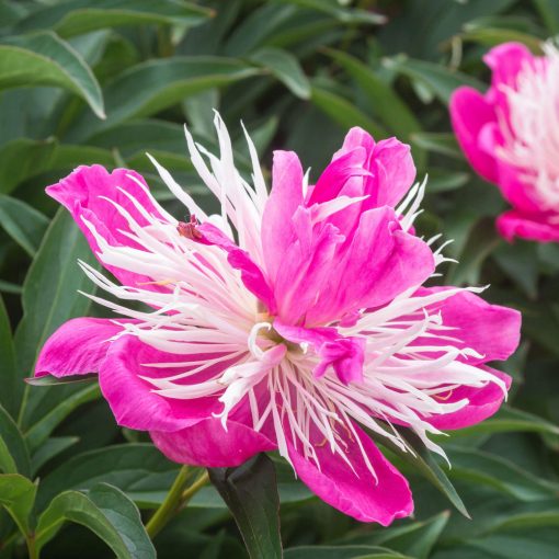 Paeonia Fantastic - Bazsarózsa