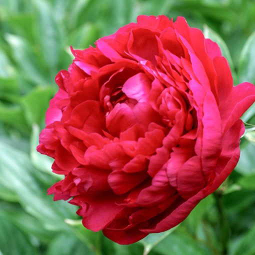 Paeonia Felix Crouse - Bazsarózsa