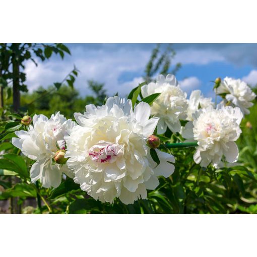 Paeonia Festiva Maxima - Bazsarózsa