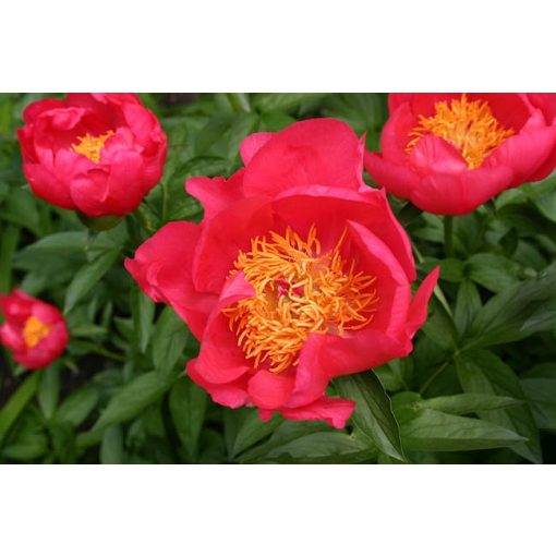 Paeonia Flame - Bazsarózsa