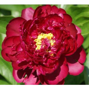 Paeonia Francoise Ortegat - Bazsarózsa