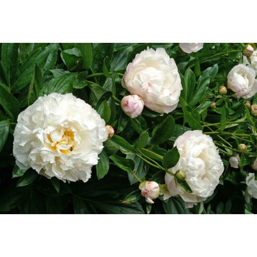 Paeonia Gardenia - Bazsarózsa