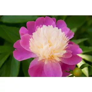 Paeonia Gay Paree - Bazsarózsa