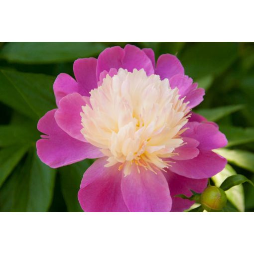 Paeonia Gay Paree - Bazsarózsa