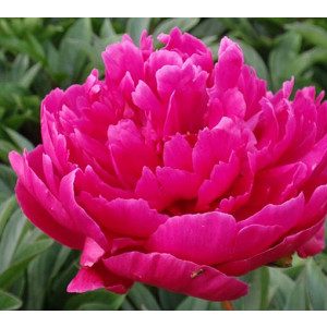 Paeonia General Macmahon (2/3) - Bazsarózsa